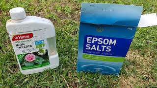 Celebrity Gardenias - dealing with aphids and treating yellowing of leaves (mild chlorosis) Profile