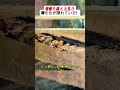 想像を超える生き物たちが隠れていた! #自然の神秘 #野生生物 #驚きの発見 #工場の一幕 #思わぬ出来事