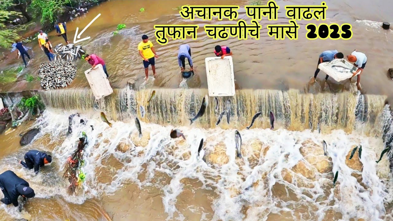 🌊 चढणीचे मासे — पावसाळ्यात नदी-ओढ्यांमध्ये मासे पकडण्याचा अनोखा अनुभव!