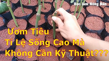 Kỹ Thuật Ươm Cây Giống Tiêu Srilanka | Học làm Nông Dân