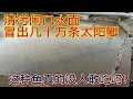 清污闸口水面弹出几十万条太阳鲫 这种鱼难道真的没有人敢吃吗 清污闸口水面弹出几十万条太阳鲫 这种鱼难道真的没有人敢吃吗