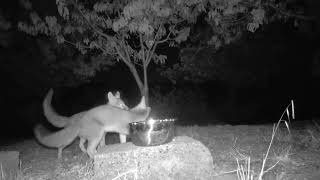 Fox Vocalization: Santa Cruz Mountains Northern California Grey Fox