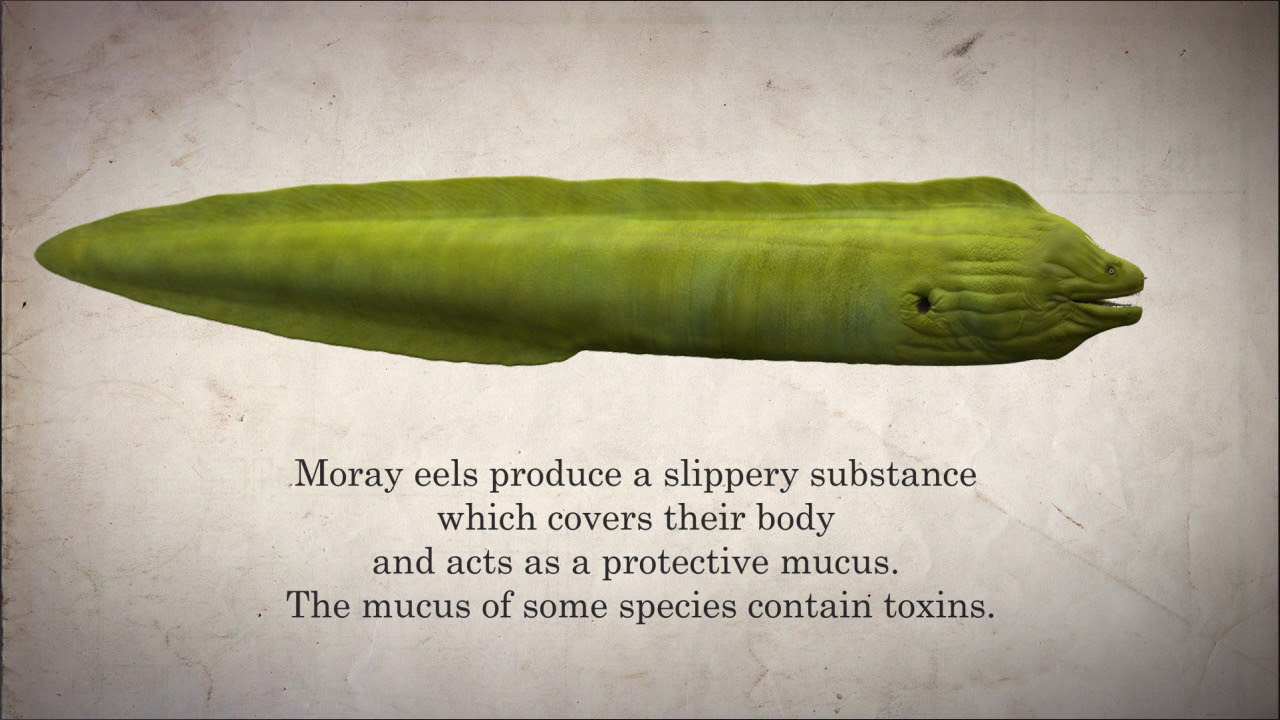 Moray Eel Facts | Marine Life in 45 Seconds