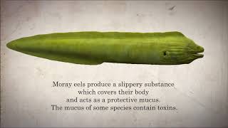 Moray Eel Facts | Marine Life in 45 Seconds