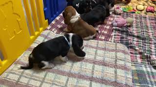 Playtime by BassetBottomBassets European Basset Hound Puppies 353 views 2 years ago 1 minute, 21 seconds
