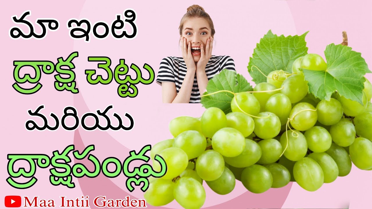 Maa Intii Garden Telugu ద్రాక్ష చెట్టు grapes tree grape 