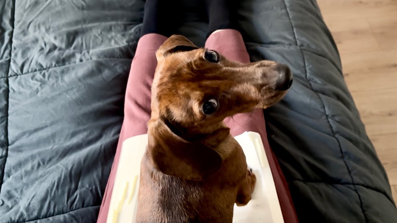 Trying to read with a mini dachshund - YouTube