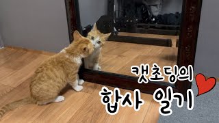 고양이 합사 일기! 캣초딩의 지칠 줄 모르는 사냥 본능🐈❤