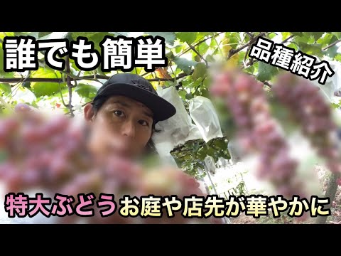 品種紹介]誰でも簡単に作れる！お庭や店先が華やかになる特大ぶどう