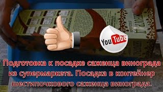 Подготовка к посадке саженца винограда из супермаркета. Посадка в контейнер.