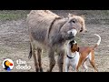 This Donkey And His Pittie BFF Do What??? | The Dodo Odd Couples