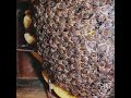 🎶春を待つ🐝✨まんまる蜂球の日本ミツバチ🙆🏻♀️