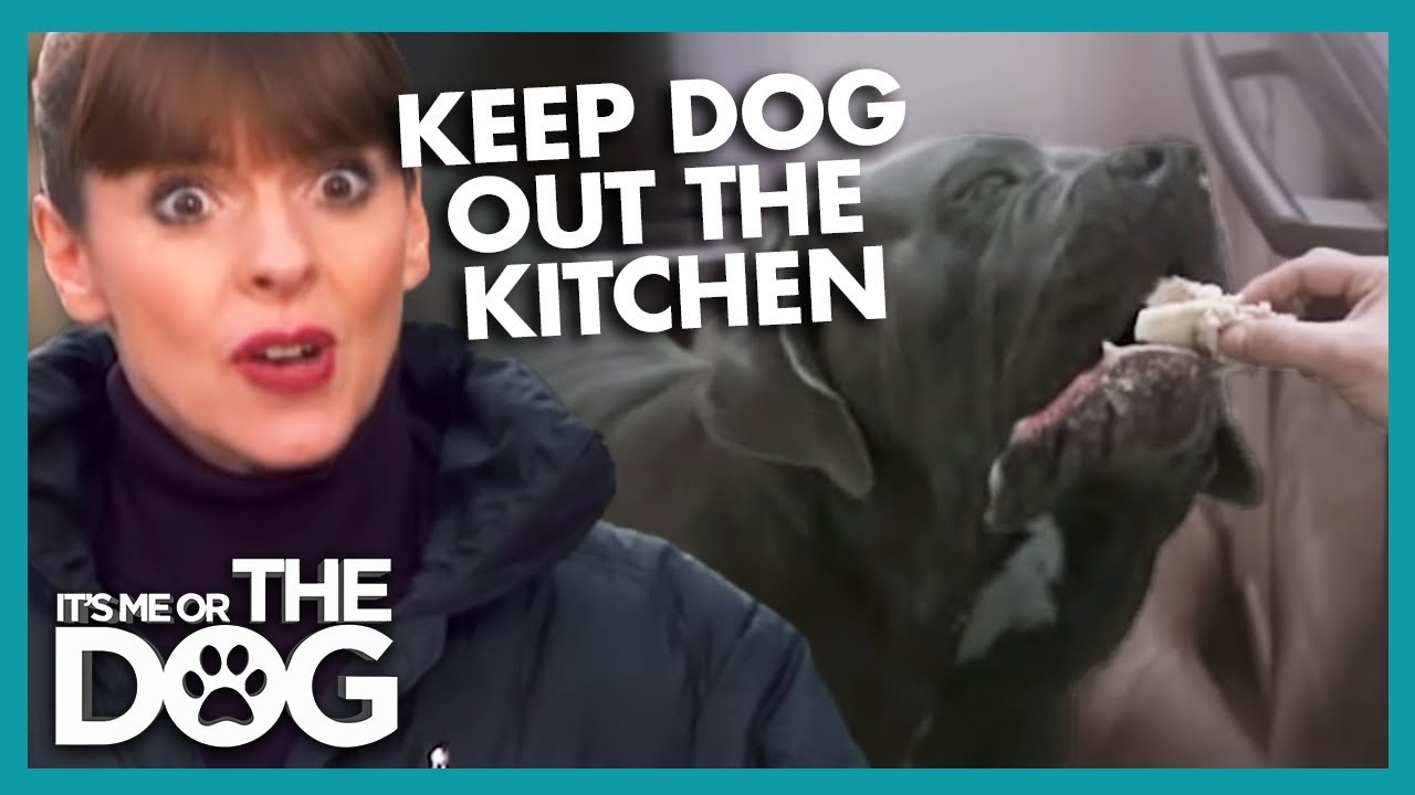 How To Keep Dogs Out Of The Kitchen | It's Me Or The Dog - YouTube