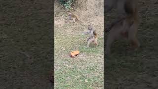 Monkey's funny moment with toy #monkeyworld #monkeyfunny #animalsfun #animals #ytshorts
