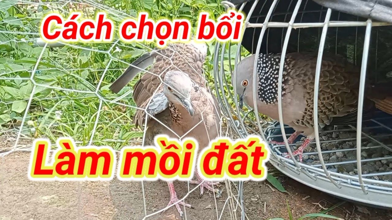 Chim cu gáy cách chọn con bổi để thành mồi đất đừng chọn quá hay @Đong khoi nhà quê