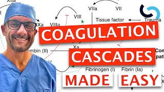 Clotting and Coagulation Cascades Made Easy