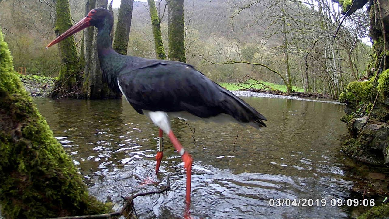 games people play Black stork searches fishes. Schwarzstorch bei der Nahrungssuche.