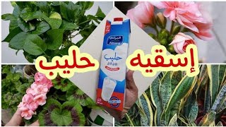 سماد طبيعي منزلي لتقويه النباتات وزياده اخضرارها وفوائد الحليب للنبات, Using Milk For Plants