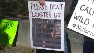 Wild Horse Adoption