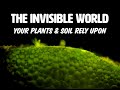 The invisible world your plants and your soil rely upon  breakthroughs in soil microscopy 2024