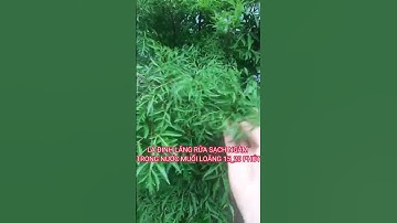 Công dụng của lá đinh lăng #shorts #thanhdongvlog