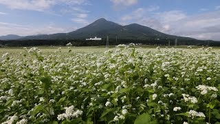ソバの花が見頃 福島県猪苗代町｢そばの里｣