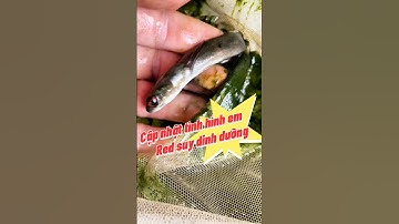 Cập nhật tình hình em Lóc vẩy Rồng đỏ  . Bị bỏ quên 6 tháng. #bumfish #chana #caloccanh