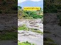 بارش کے بعد ندی میں ہزاروں مچھلیاں! 😱 سیلابی پانی میں زبردست شکار | Village Life Pakistan