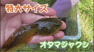 特大 ウシガエルのオタマジャクシ 大漁 Youtube