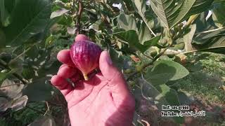 Diamante fig