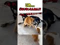 【カオス?】これ...どないなっとんねん!?としか言いようがない状況... #いぬ #ワンコ #犬動画 #猫 #ニャンコ #猫動画 #面白い #面白動画 #かわいい #カワイイ #shorts #仔犬