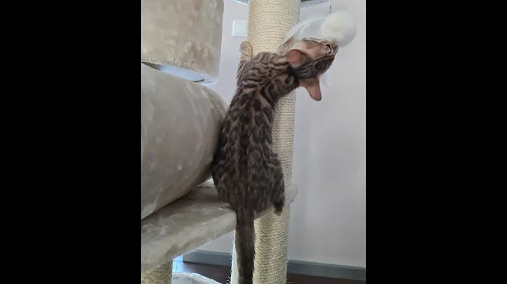 Watch the video about Kitten testet sein Spielzeug. Bengal Alexi- Brown Spottet Tabby in Action #cat #kitten #cute