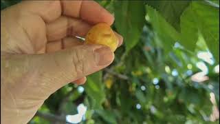 5 Simple Tricks to Instantly Improve Your Cherry Picking Skills