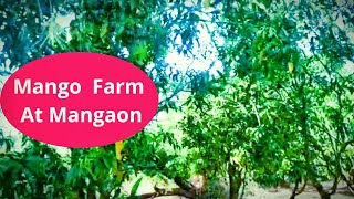 Id 11215 Ready Mango Farm In Mangaon 19 Acres -Whatsapp 9371129848