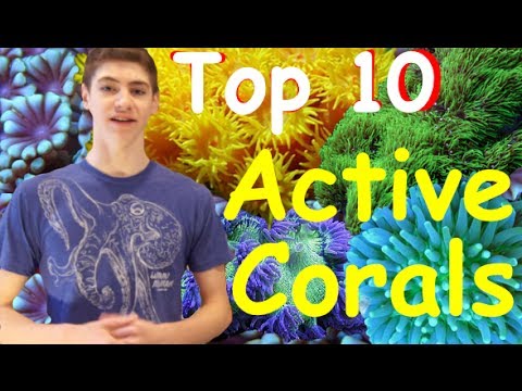 Top 10 Most