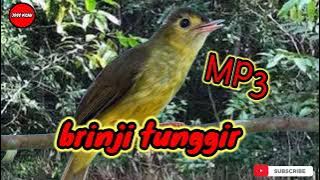 MP3 Pikat brinji rambut tunggir terbaru 2024