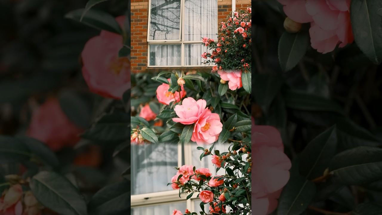 🇦🇺🌸 Camellias in Melbourne 