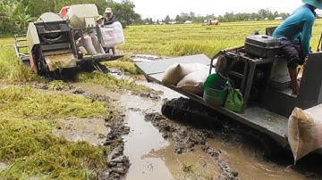 MÁY CẮT LÚA KUBOTA DC70 BỊ LẦY MÁY KÉO LÚA GIẢI CỨU MUỐN KHÔNG LÊN