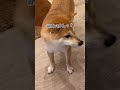 柴犬、世界一控えめなブチギレ【豆柴ころた】#shorts #柴犬 #柴犬の日常 #しばいぬ #キレる #shibainu