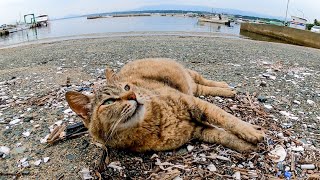 漁港に野良猫が座っていたのでナデナデしたら喜んで擦り寄ってきた