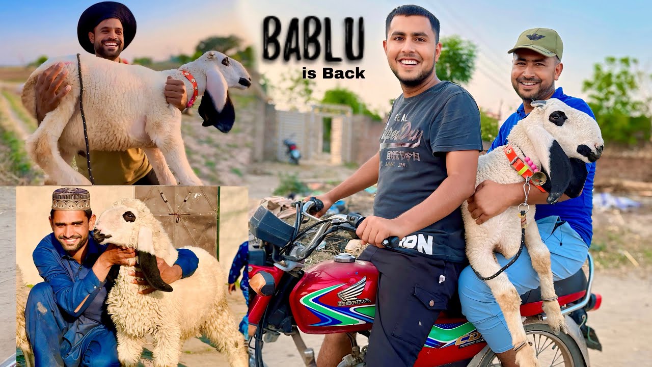 Mera Qurbani ka Janwar aa gaya | BABLU is Back