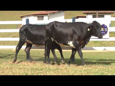 LOTE 23   3289   3169   3456   FAZENDA SÃO MIGUEL