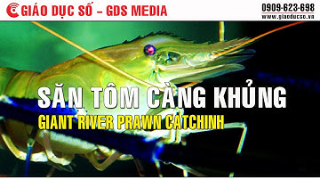Săn tôm càng khủng