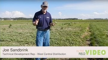 Palmer Amaranth Growth with Joe Sandbrink - In The Field Episode 30