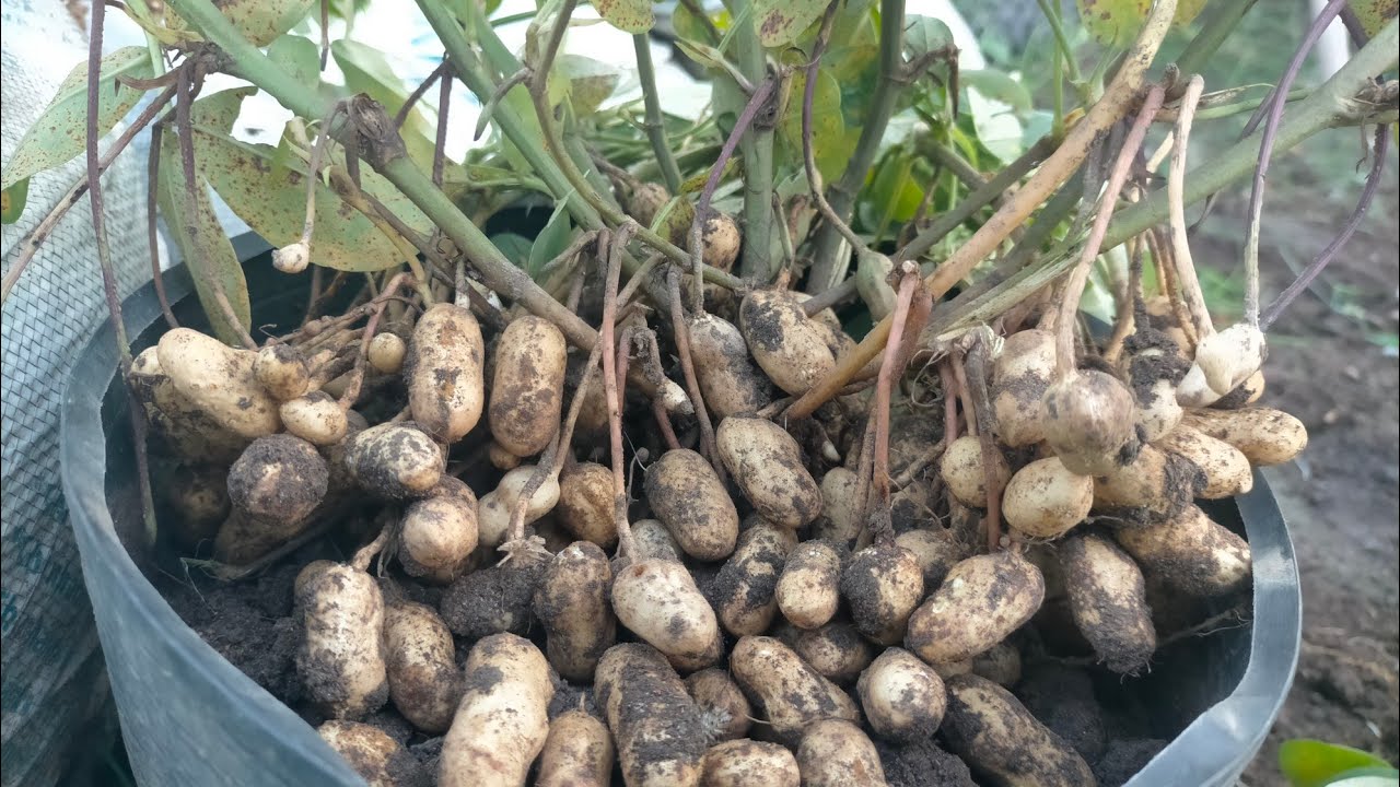 cách trồng đậu phộng trong chậu siêu trái chất hạt