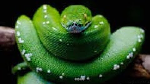 Python with Tkinter GUI| How to Insert data from MySQL TO Python using Tkinter