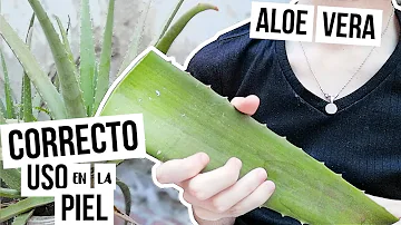 ¿Cuánto tiempo se deja reposar el Aloe?