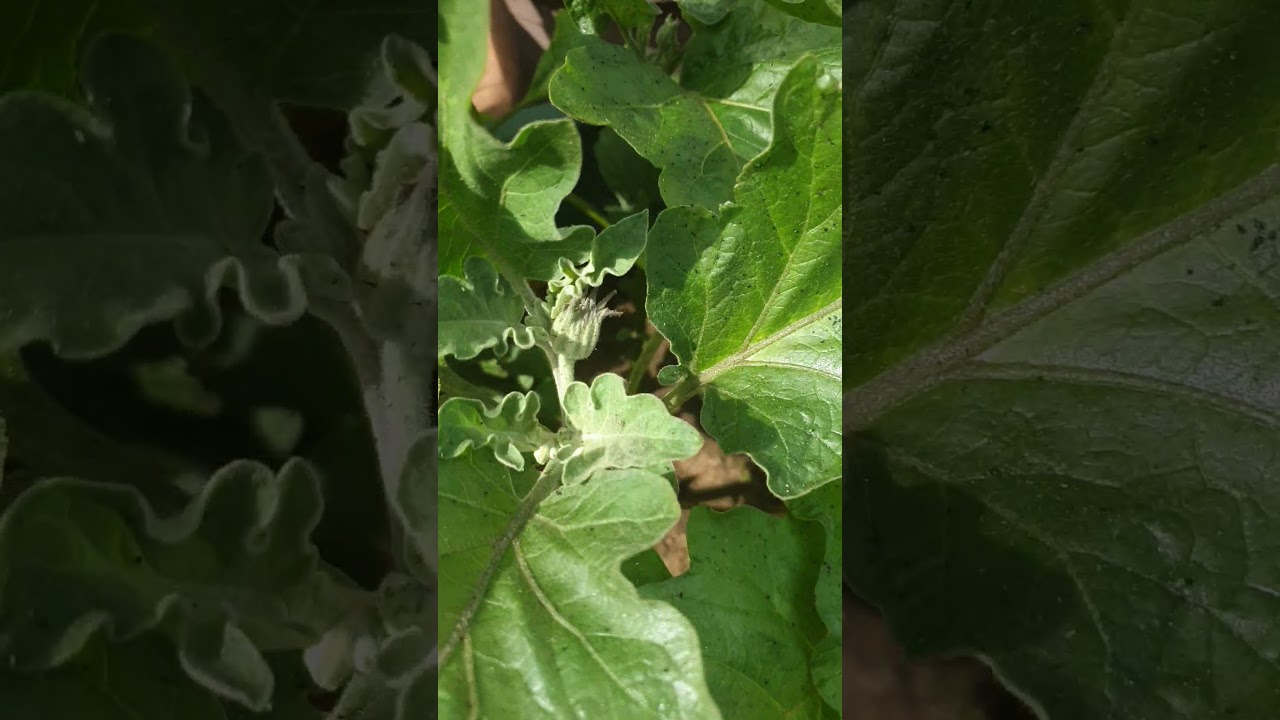 How to get rid of Aphids on egg plants. Cheap and easy YouTube