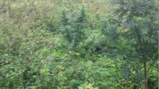 outdoor grow uk