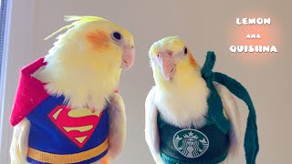 Косплей Baby Birds - Supergirl и бариста Starbucks